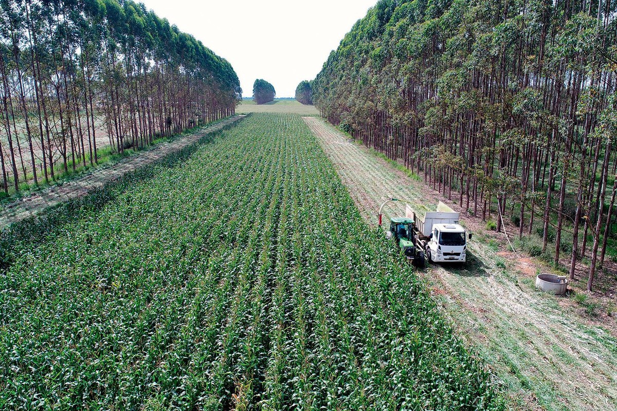 Setor de frutas do Brasil avança rumo à produção de baixo carbono